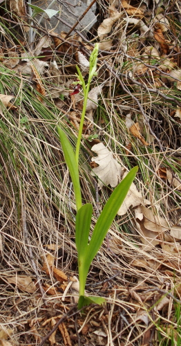 Ophrys insectifera